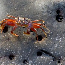 Crab on Playa Escodida